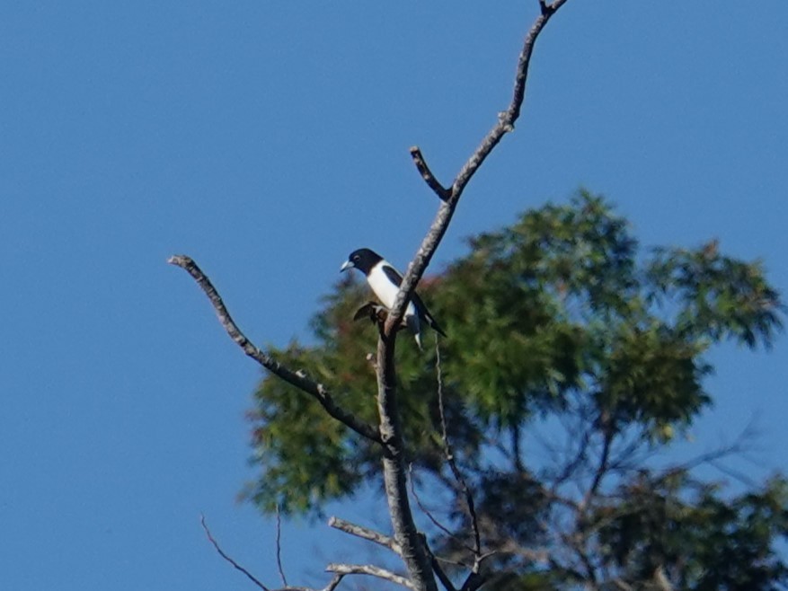 Bismarck Woodswallow - ML620596642