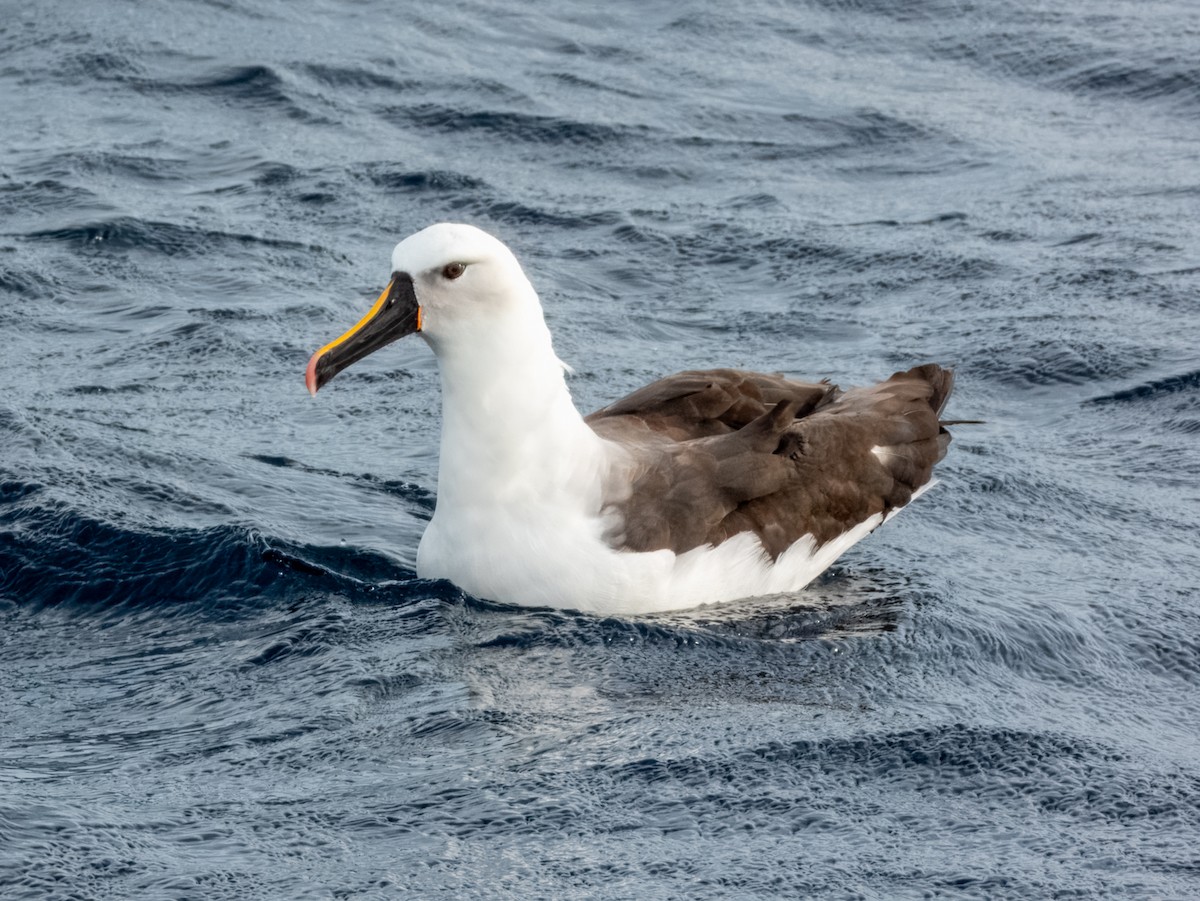 Indian Yellow-nosed Albatross - ML620596643