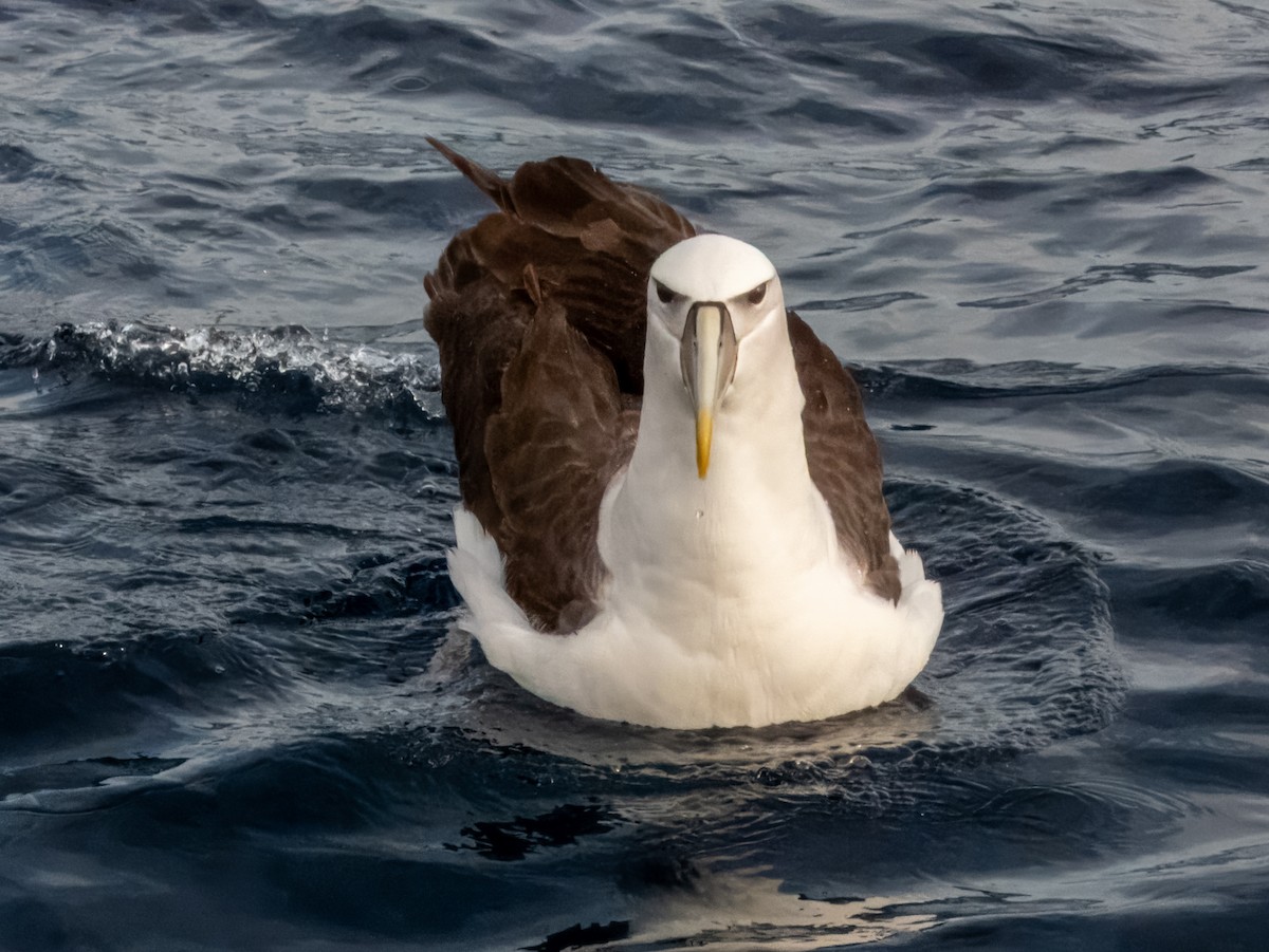 White-capped Albatross - Imogen Warren