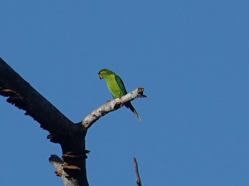 Red-flanked Lorikeet - ML620596649