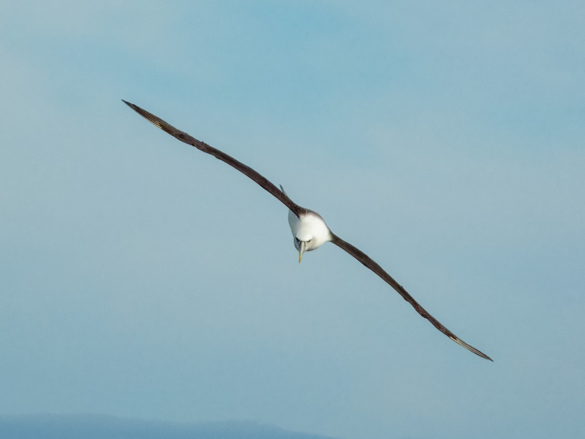 Albatros à cape blanche - ML620596650