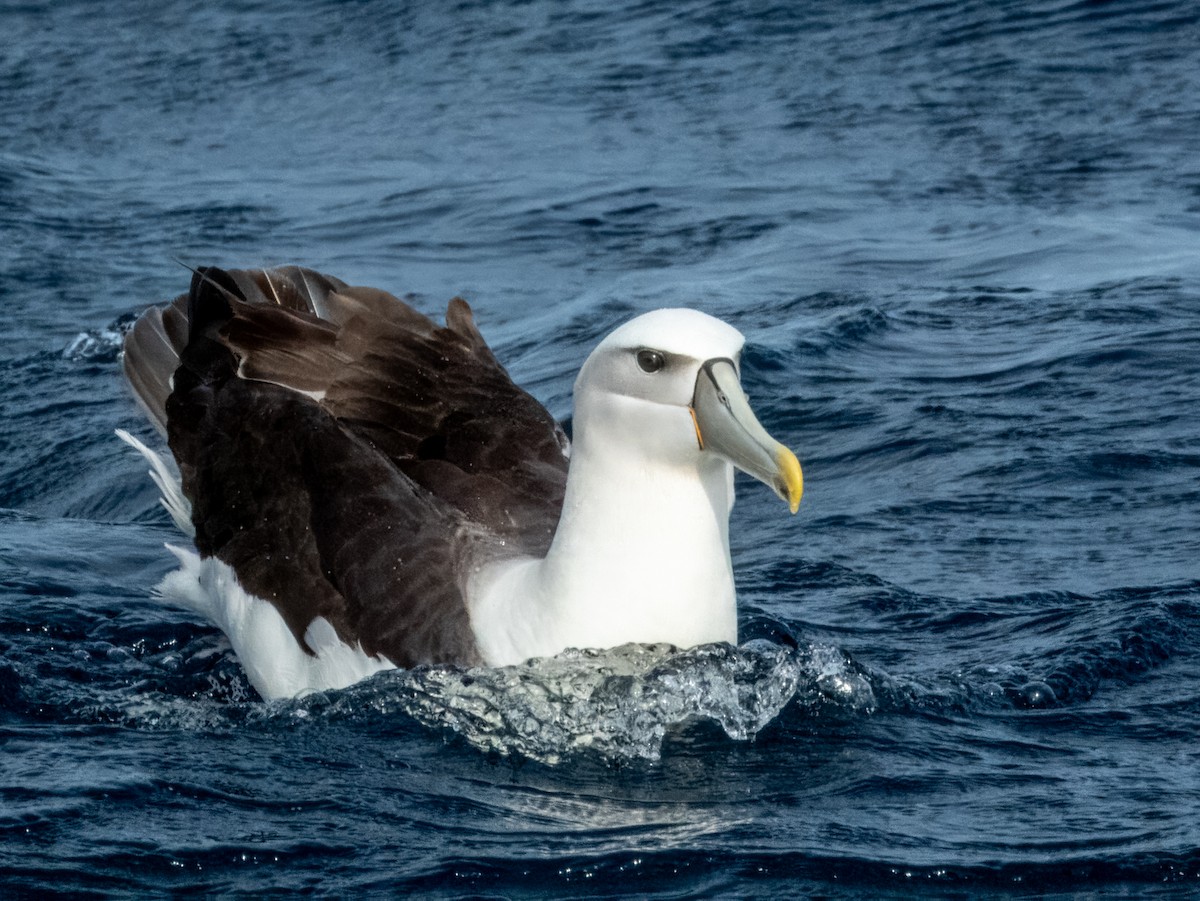 Albatros à cape blanche - ML620596653