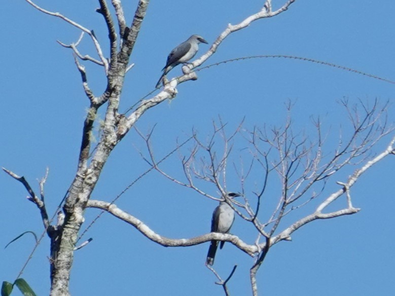 White-bellied Cuckooshrike - ML620596655