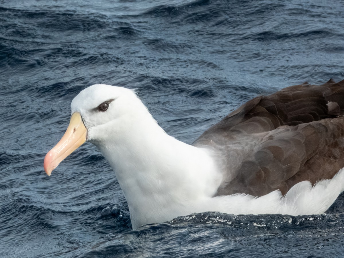 Black-browed Albatross (Black-browed) - ML620596657