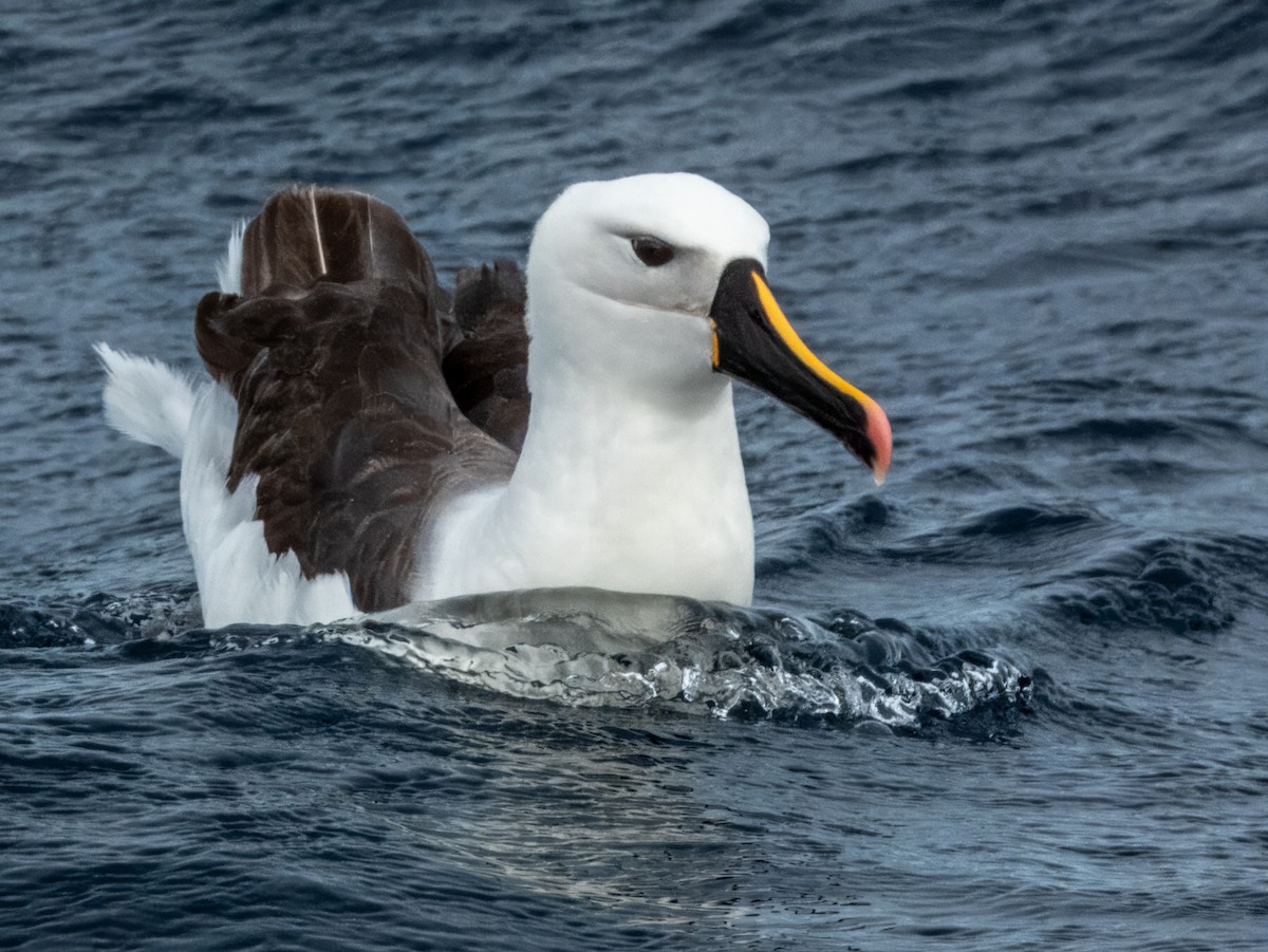 Indian Yellow-nosed Albatross - ML620596659