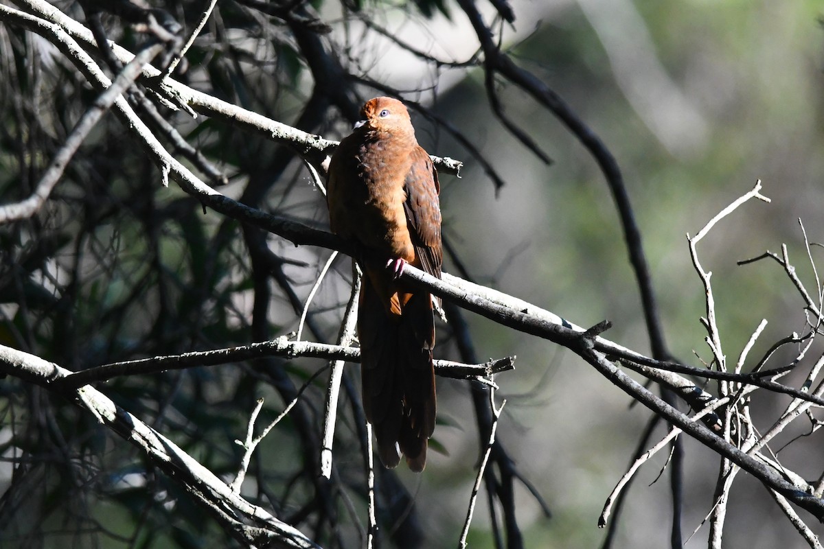 Brown Cuckoo-Dove - ML620596660