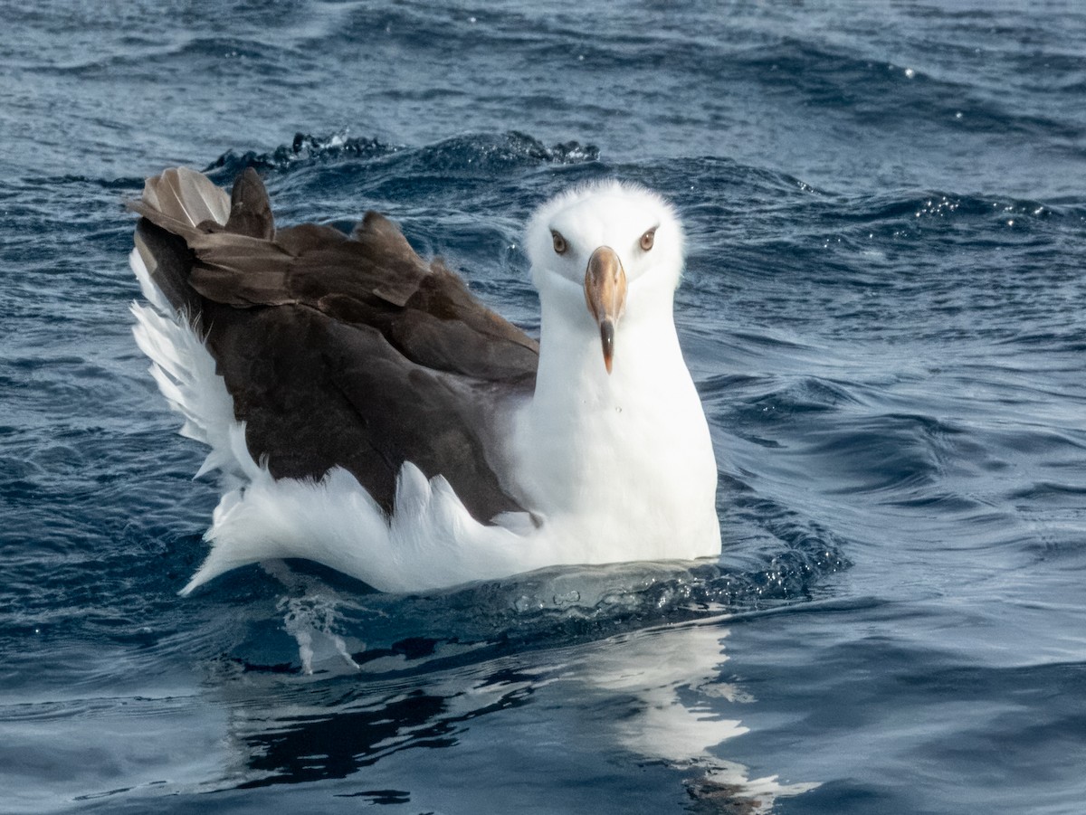 albatros černobrvý (ssp. impavida) - ML620596663