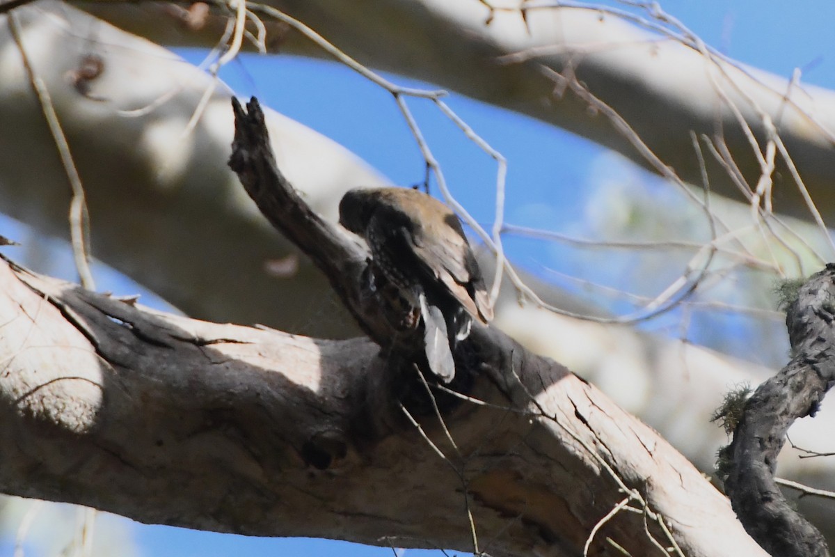 White-throated Treecreeper - ML620596669