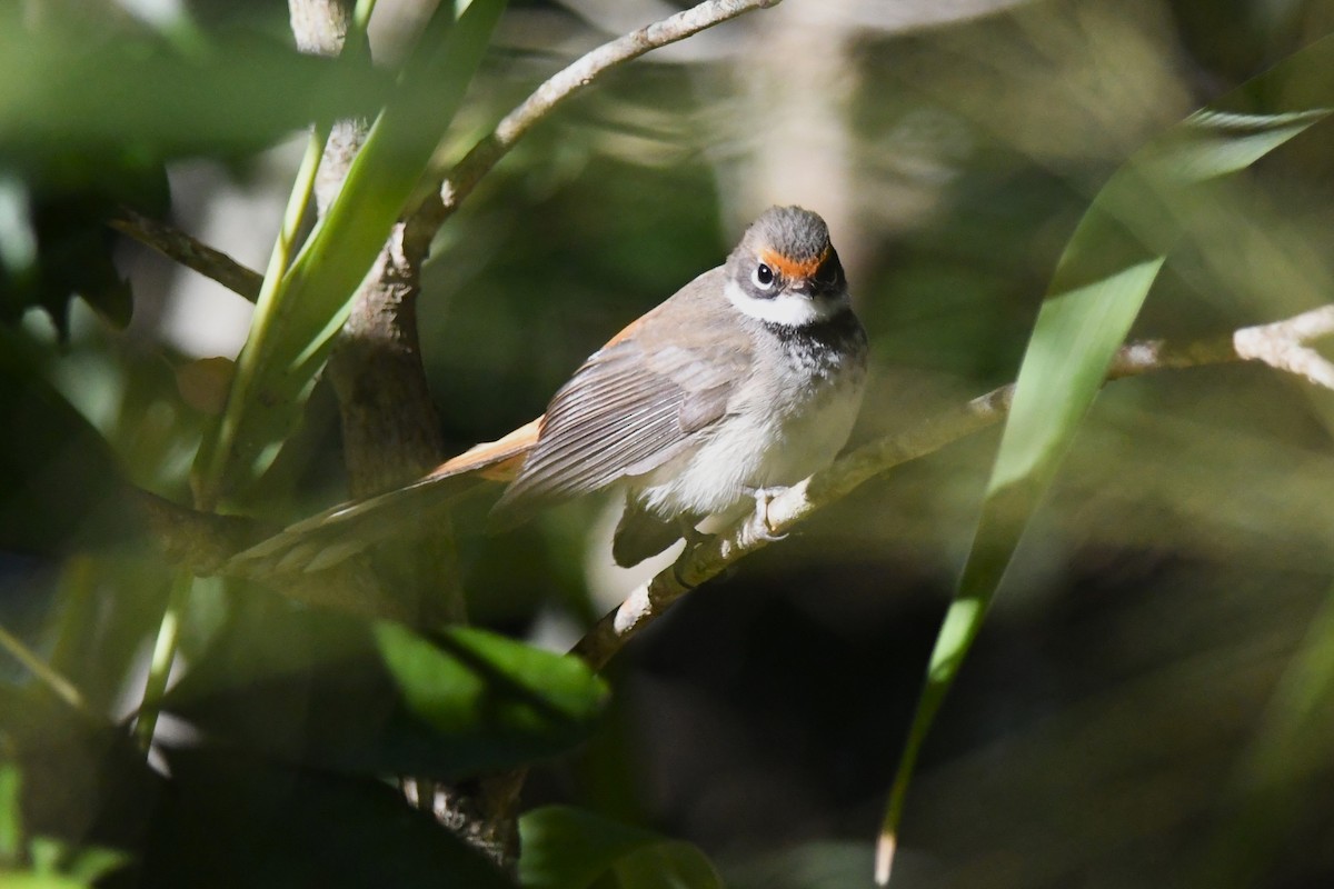 Australian Rufous Fantail - ML620596670