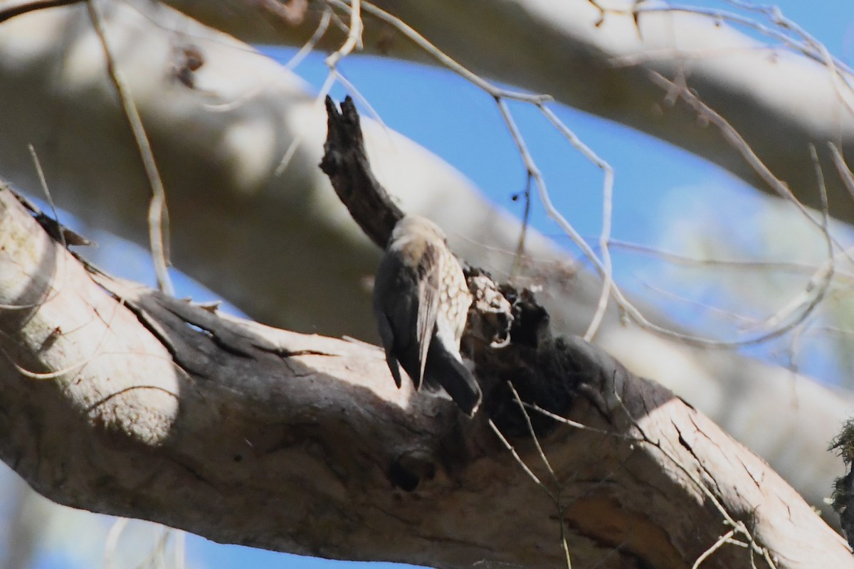 White-throated Treecreeper - ML620596671