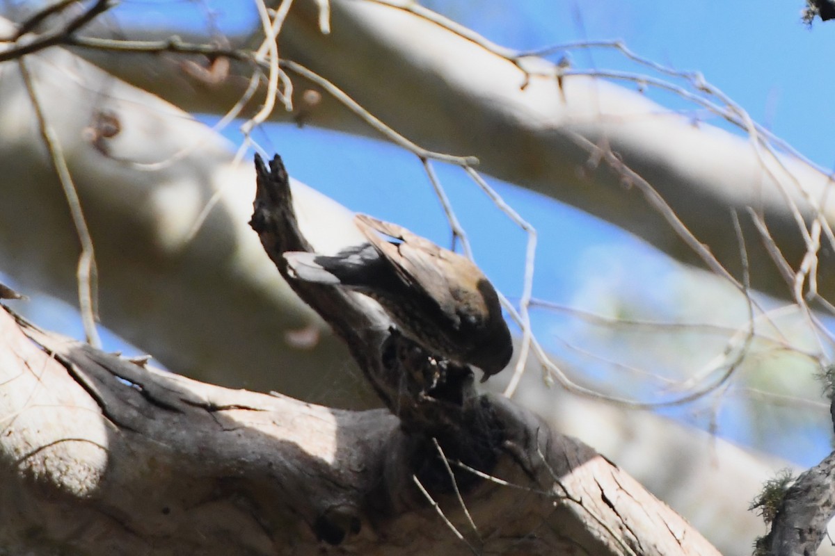 White-throated Treecreeper - ML620596672