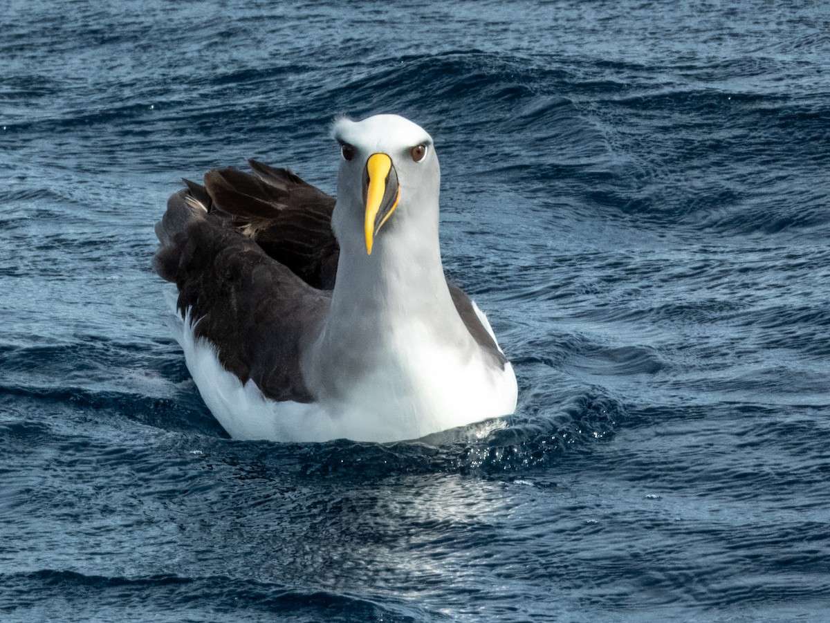 albatros Bullerův - ML620596673