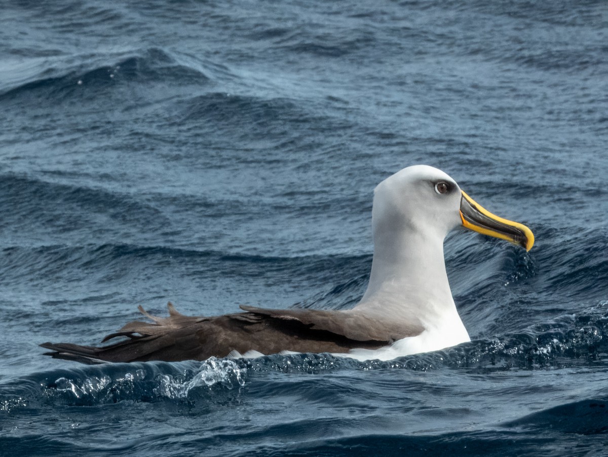 Buller's Albatross - ML620596674