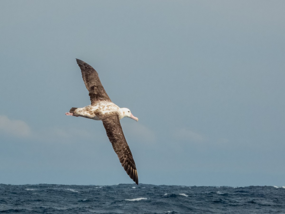 Albatros des Antipodes - ML620596676