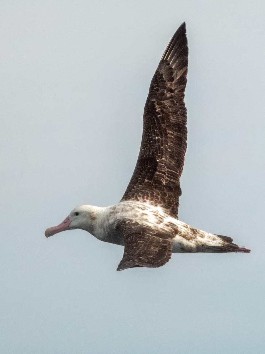 Antipodean Albatross - ML620596677