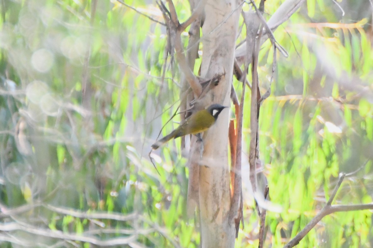 White-eared Honeyeater - ML620596678