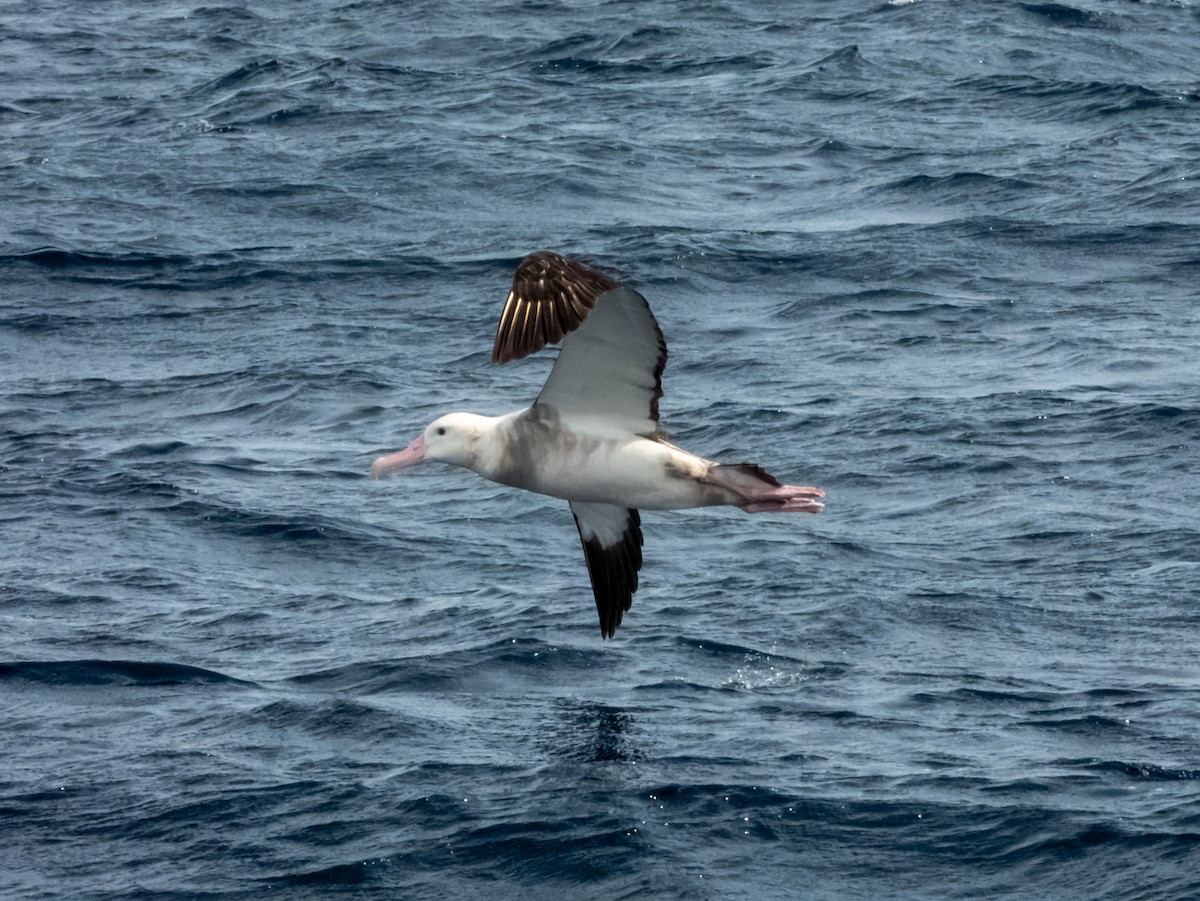 Albatros de las Antípodas - ML620596679