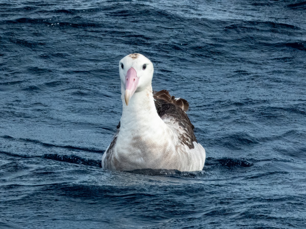 Albatros des Antipodes - ML620596680