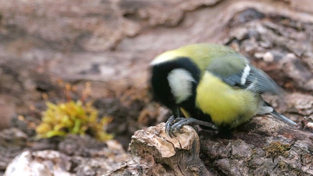 Great Tit - ML620596685