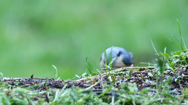 Eurasian Nuthatch - ML620596687