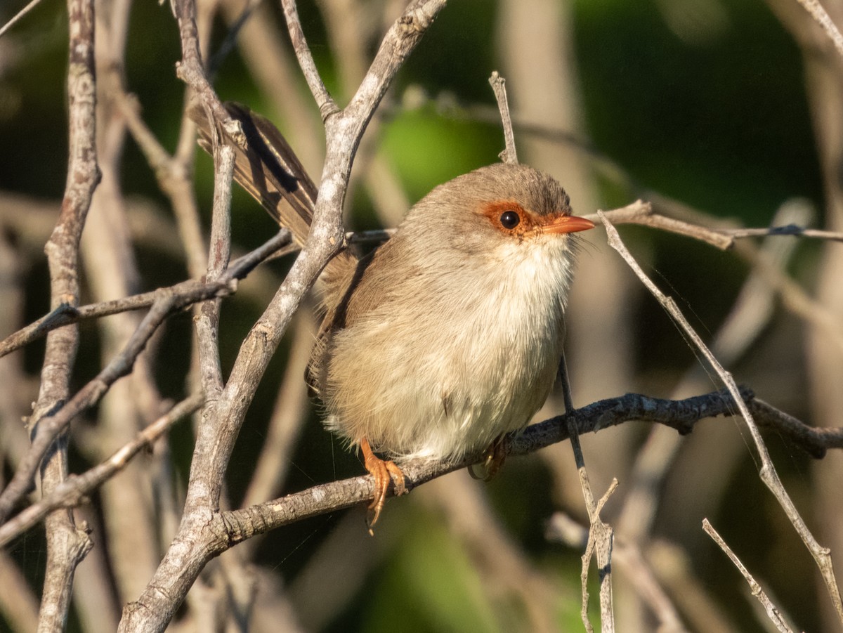 Superb Fairywren - ML620596688