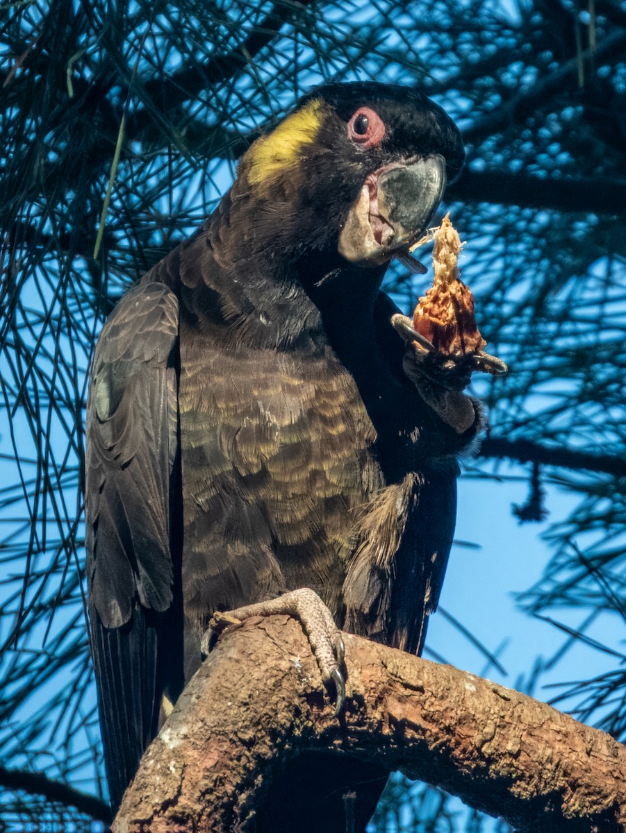 Yellow-tailed Black-Cockatoo - ML620596691