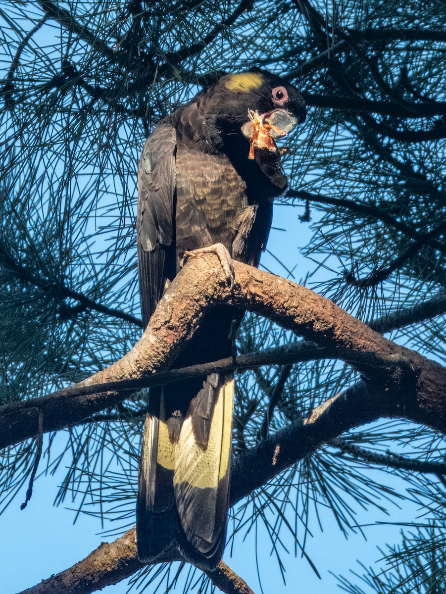 Cacatúa Fúnebre Coliamarilla - ML620596692