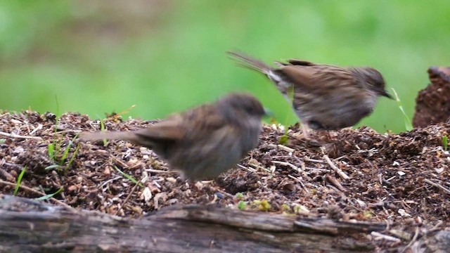 Dunnock - ML620596693