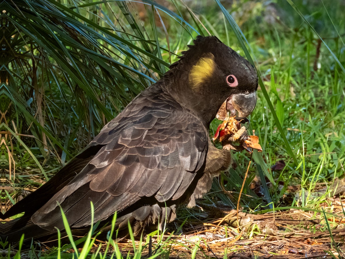 Cacatúa Fúnebre Coliamarilla - ML620596694