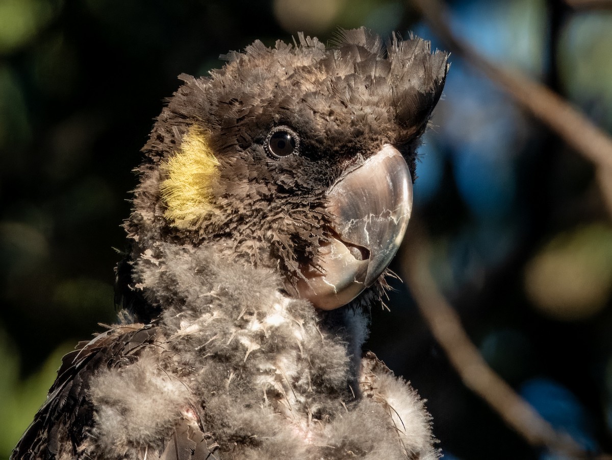 Yellow-tailed Black-Cockatoo - ML620596696