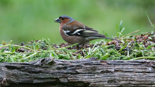Common Chaffinch - ML620596697