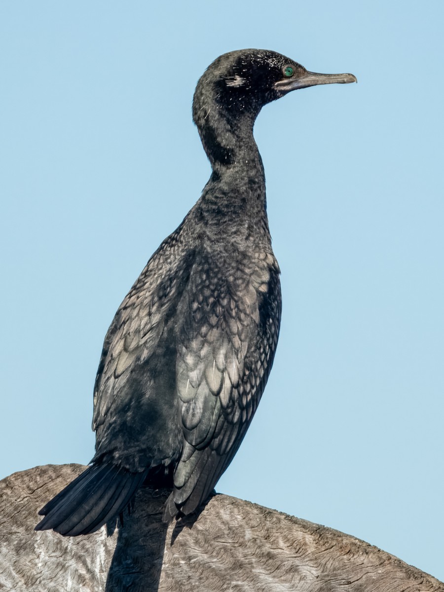 Little Black Cormorant - ML620596698