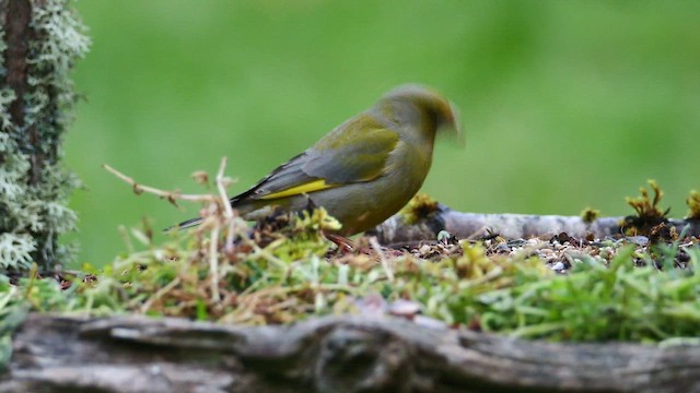 European Greenfinch - ML620596699