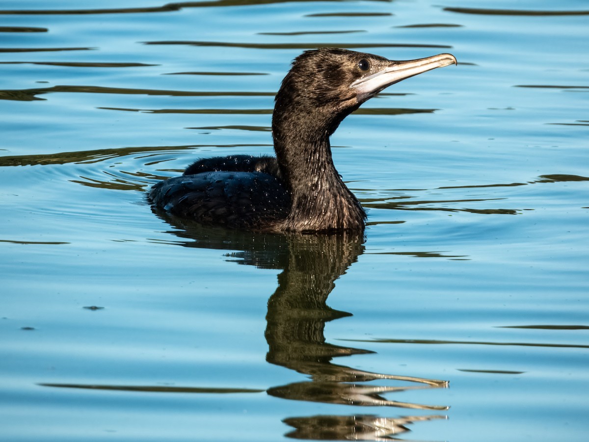 Little Black Cormorant - ML620596700