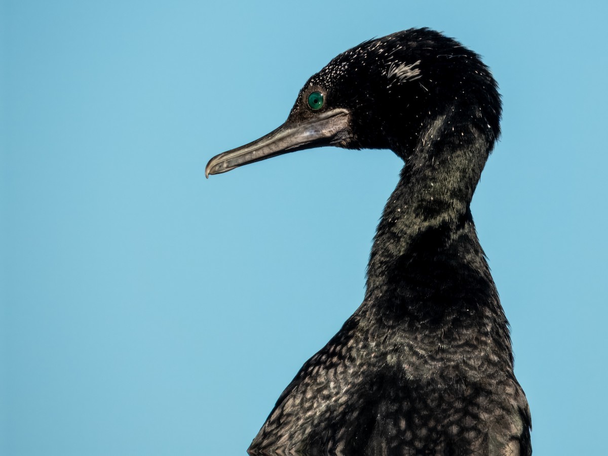 Little Black Cormorant - ML620596701