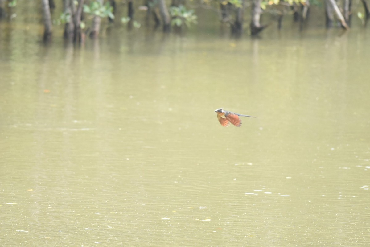 Chestnut-winged Cuckoo - ML620596709