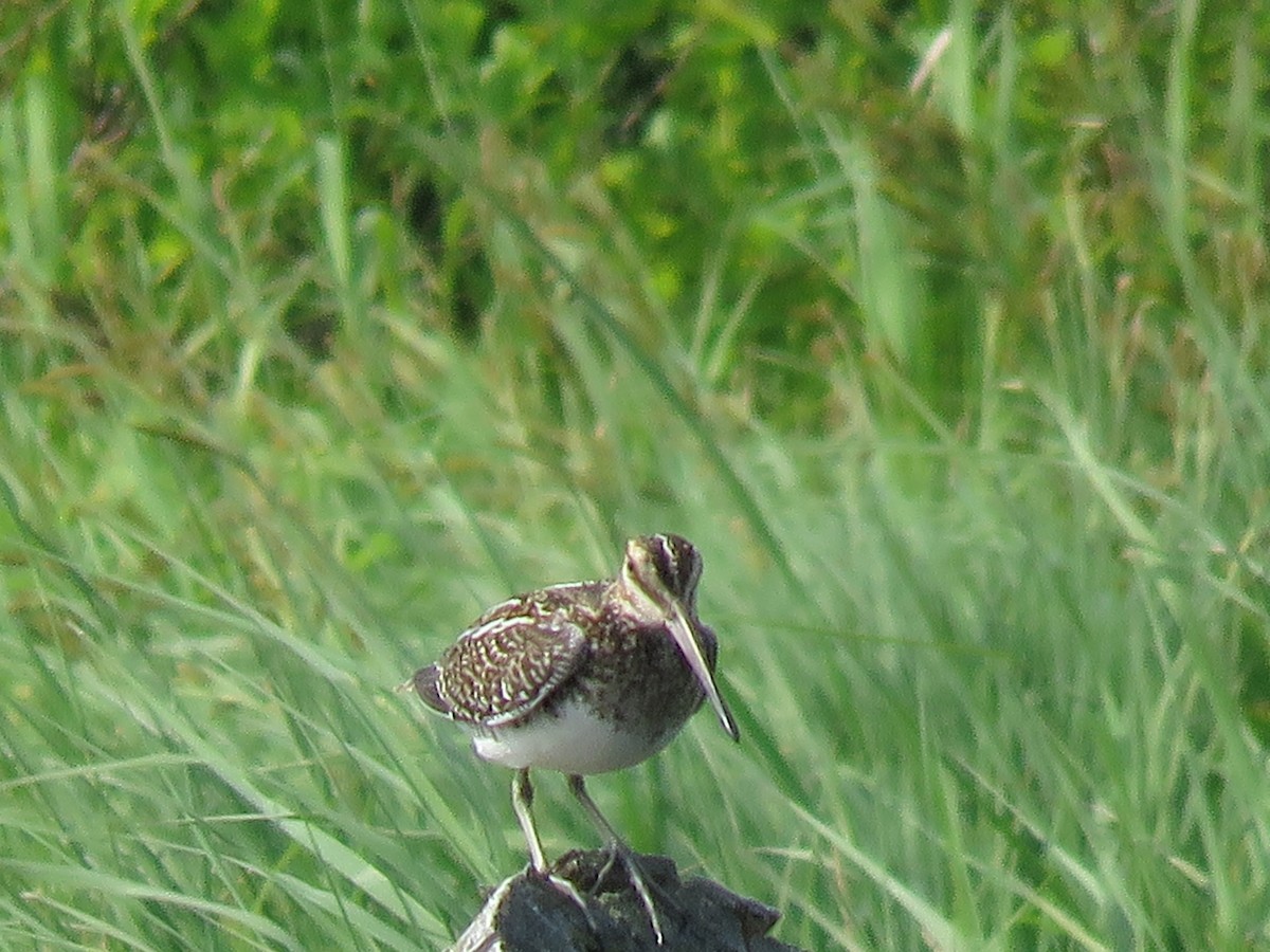 Wilson's Snipe - ML62059671