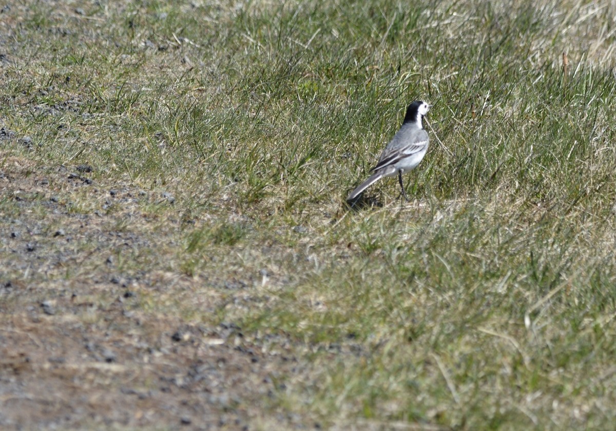 White Wagtail - ML620596711