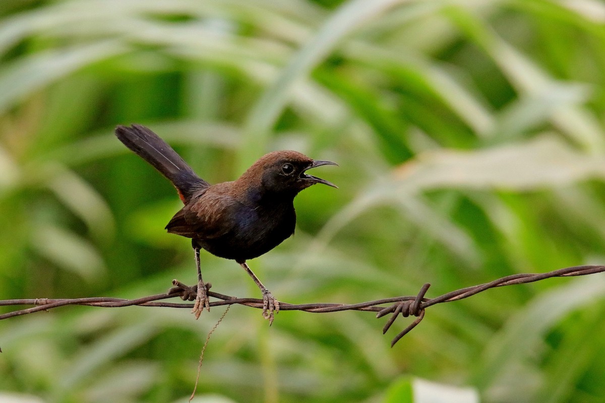 Indian Robin - ML620596712