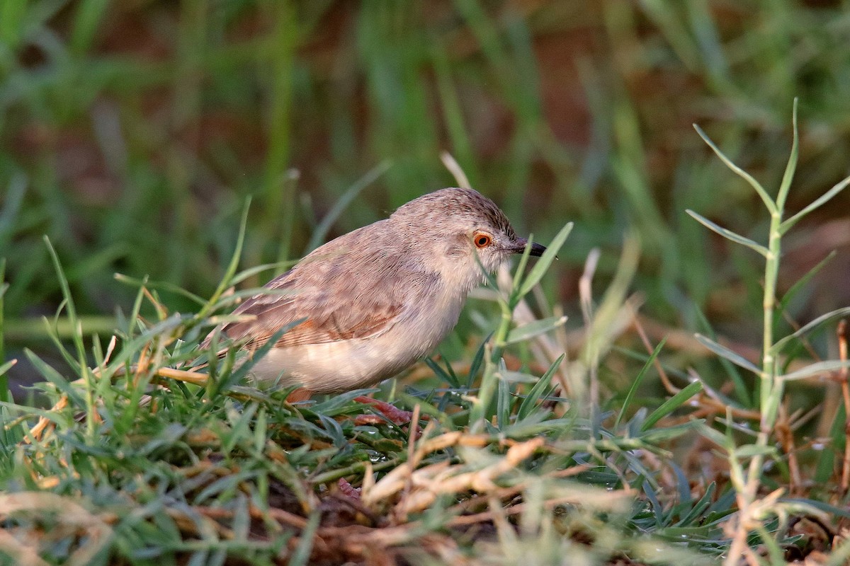 Plain Prinia - ML620596715