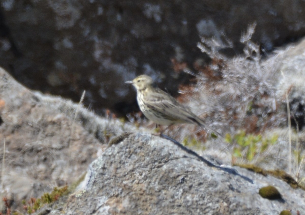 Meadow Pipit - ML620596721