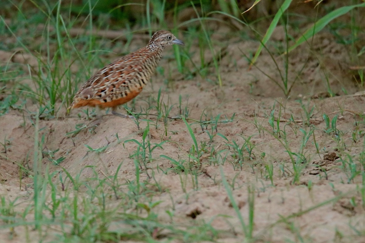 Barred Buttonquail - ML620596724