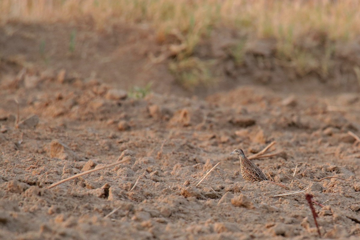 Barred Buttonquail - ML620596725