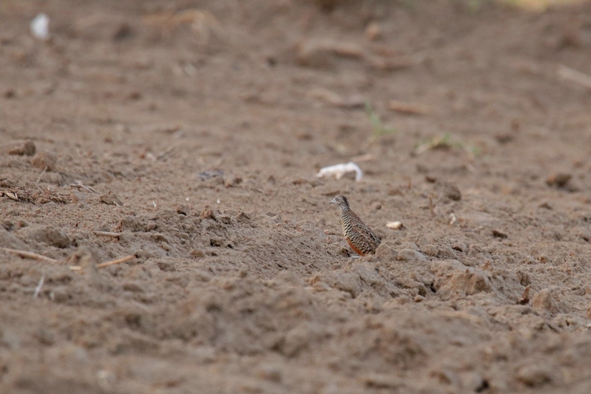 Barred Buttonquail - ML620596728