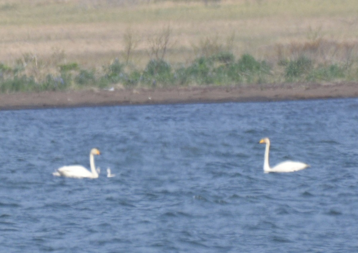 Whooper Swan - ML620596730