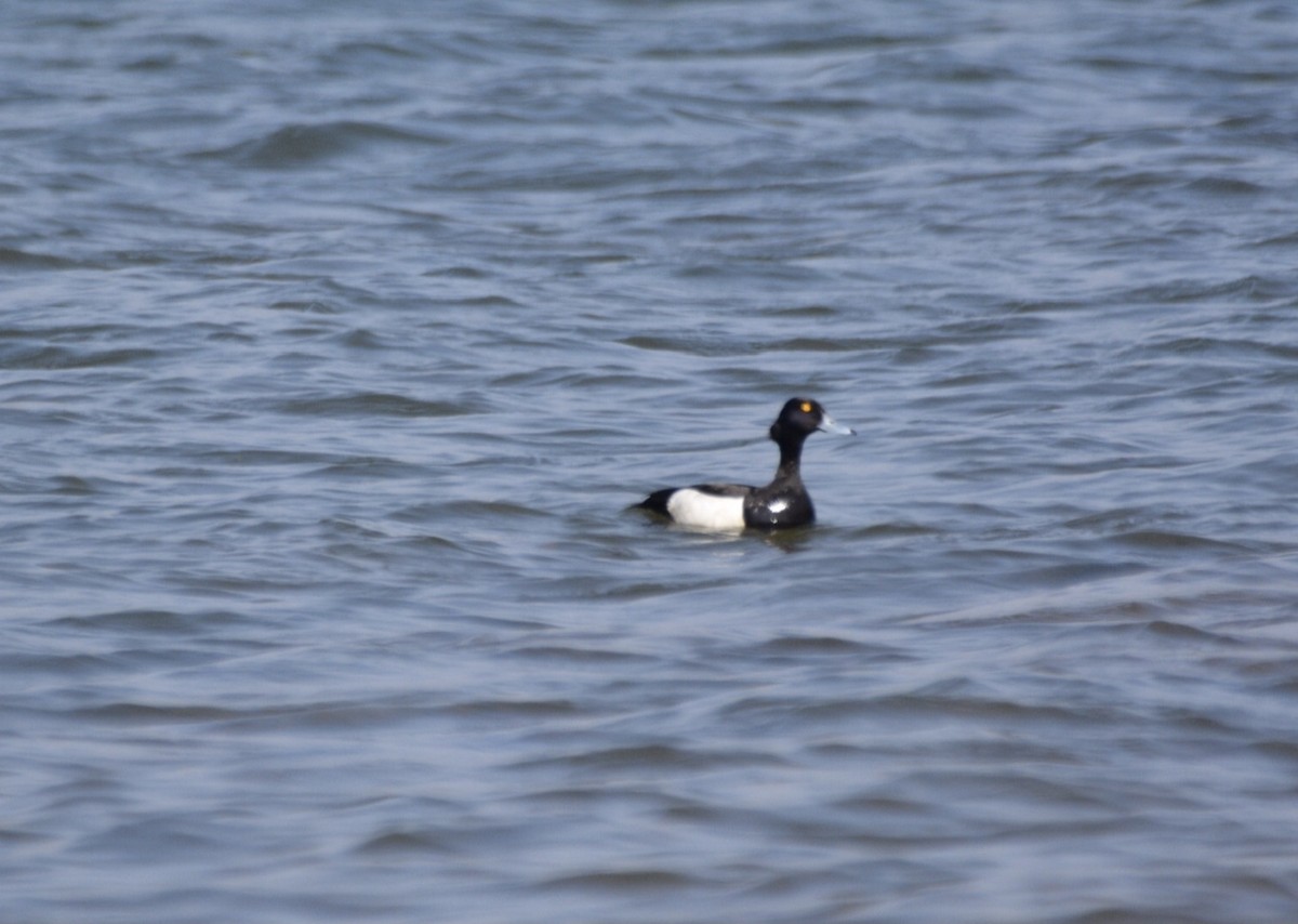 鳳頭潛鴨 - ML620596732