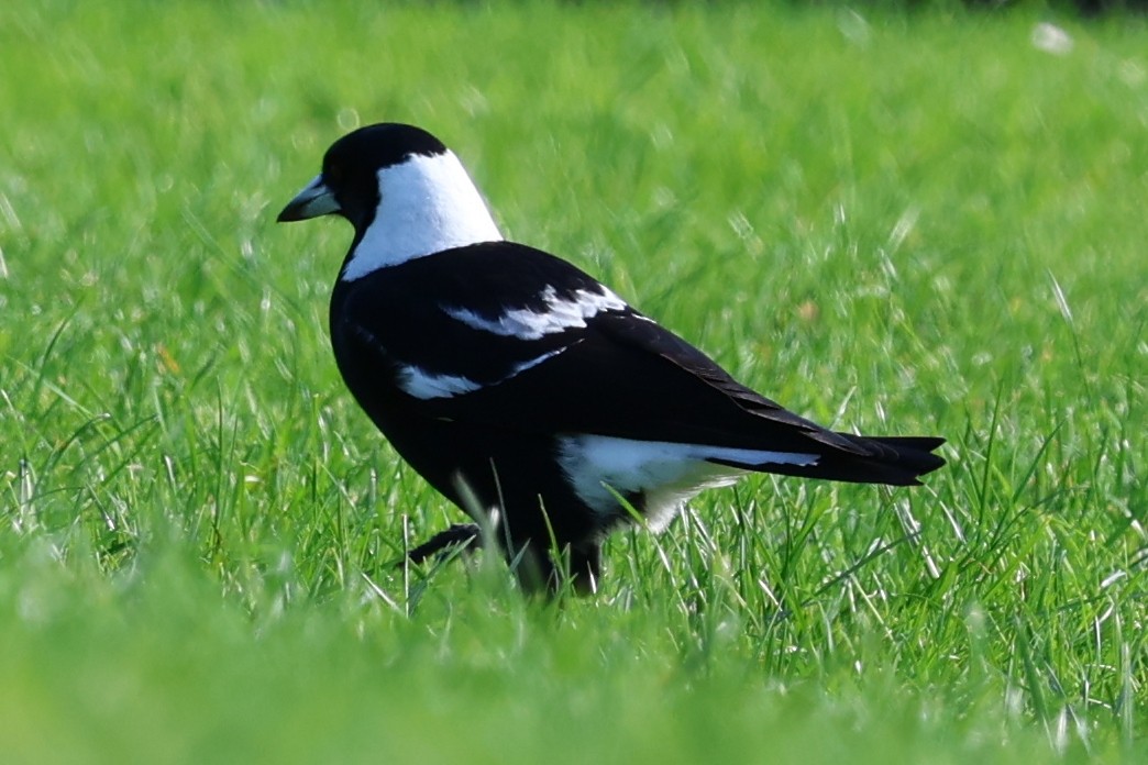 Australian Magpie - ML620596733