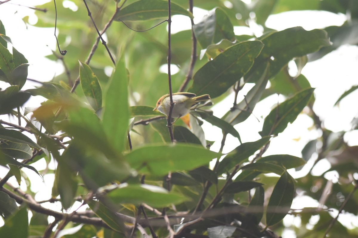 Rufous-faced Warbler - ML620596737