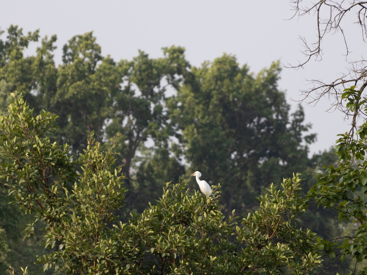 中白鷺 - ML620596740