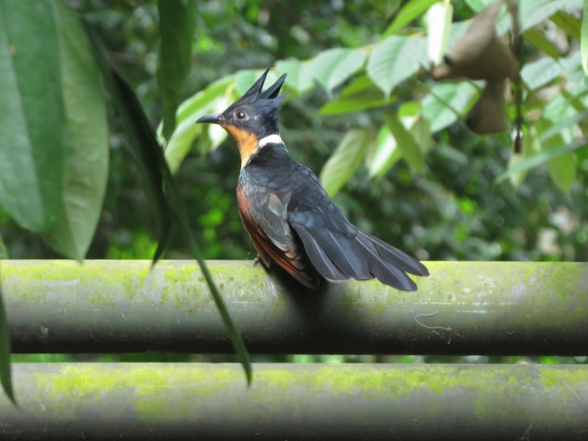 Chestnut-winged Cuckoo - ML620596741